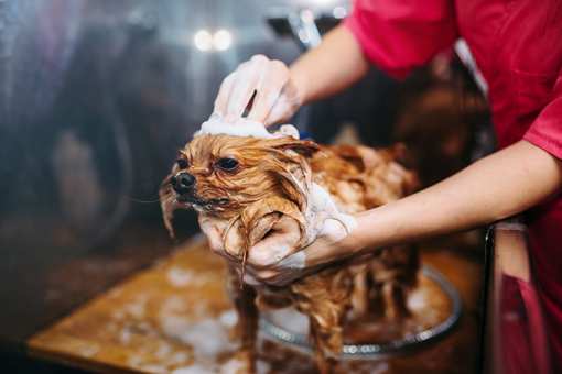 8 Best Pet Groomers in Arkansas!